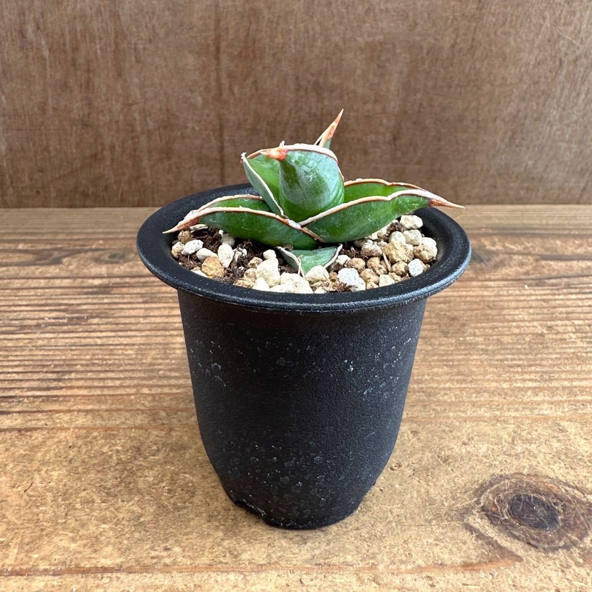 【レア】サンスベリア　グリーンウェッチトーチ　ピングイクラ×スリカトン ☆サンセベリア ピングイキュラ ☆② Sansevieria pinguicula