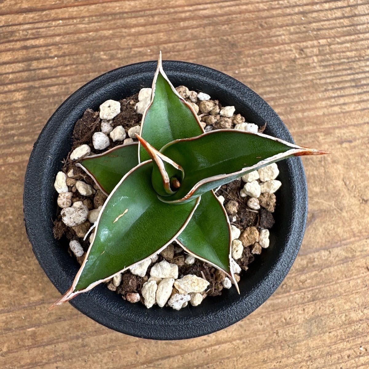 ☆サンセベリア ピングイキュラ ☆② Sansevieria pinguicula