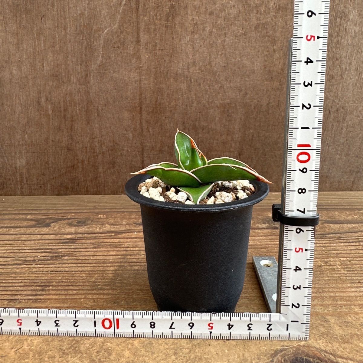 ☆サンセベリア ピングイキュラ ☆② Sansevieria pinguicula