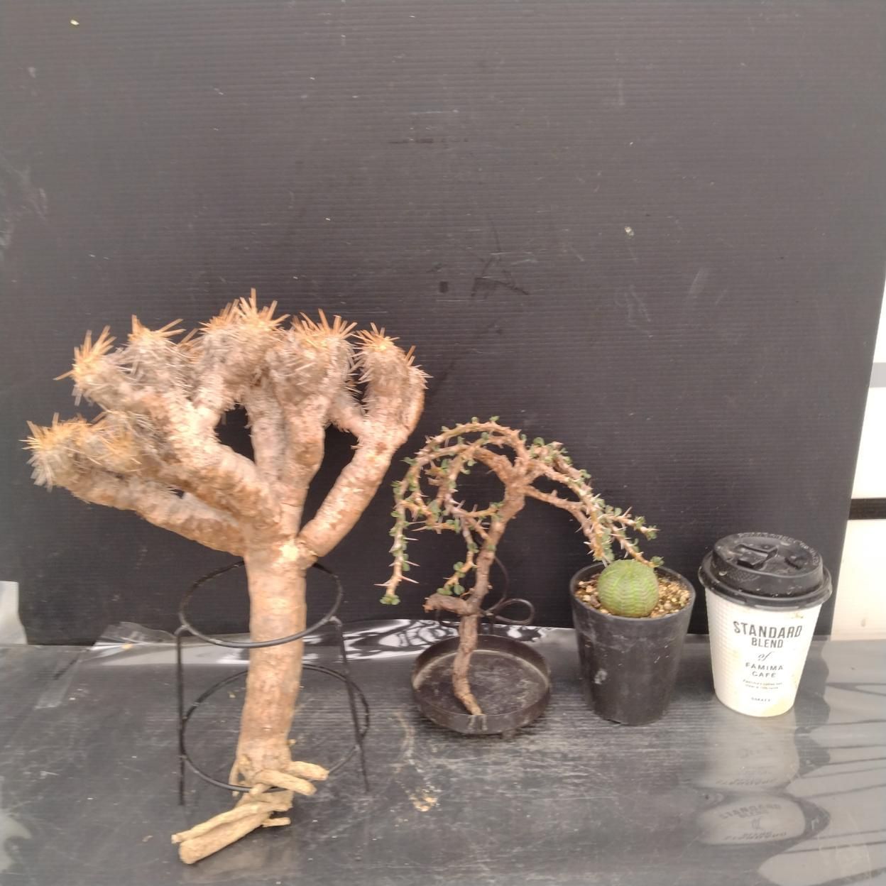 F033 「イベント品」E.ギラウミニアナ・S.バンデリエティアエ・E.オベサ　抜き苗+鉢植え3株セット【発根未確認・多肉植物・塊根植物】