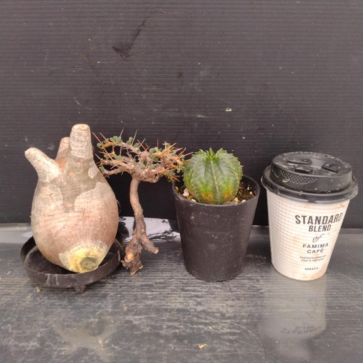 F037 「イベント品」P.グラキリスS・S.バンデリエティアエ・E.バリダ　抜き苗+鉢植え3株セット【発根未確認・多肉植物・塊根植物】