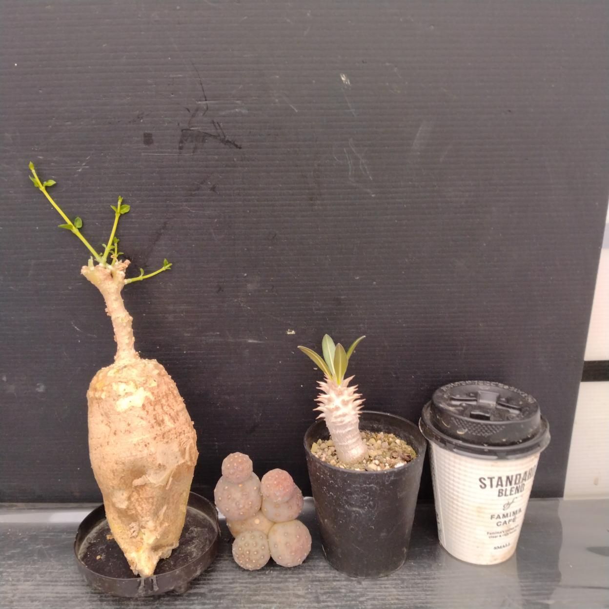 F050 「イベント品」F.エデュリス・T.ゲオメトリクス・P.ホロンベンセ実生　抜き苗+鉢植え3株セット【発根未確認・多肉植物・塊根植物】