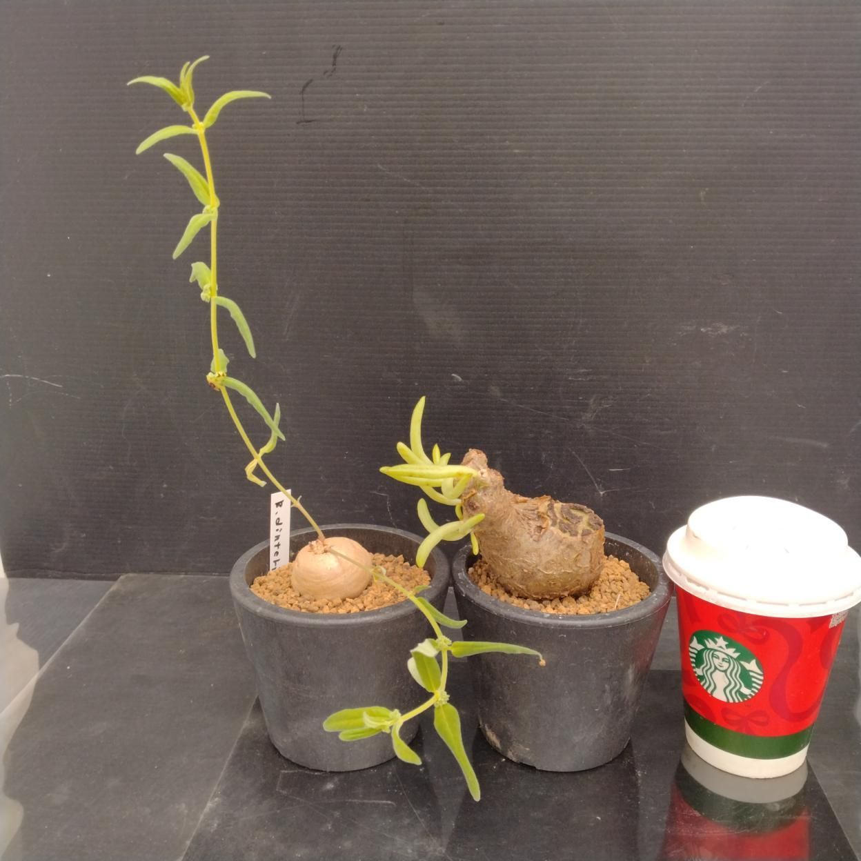 F151 「イベント品」T.ペアルソニー・B.ディンテリ　鉢植え2株セット【発根未確認・多肉植物・塊根植物】