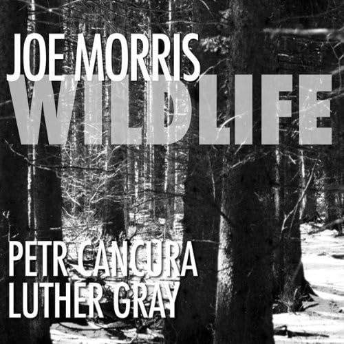 【CD】Wildlife