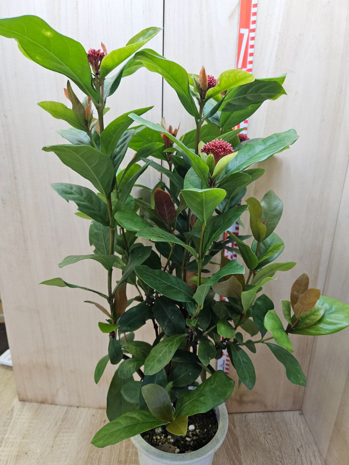 サンタンカ盆栽 メルカリ - 盆栽 八重咲き 石榴 メルカリ便 盆栽
