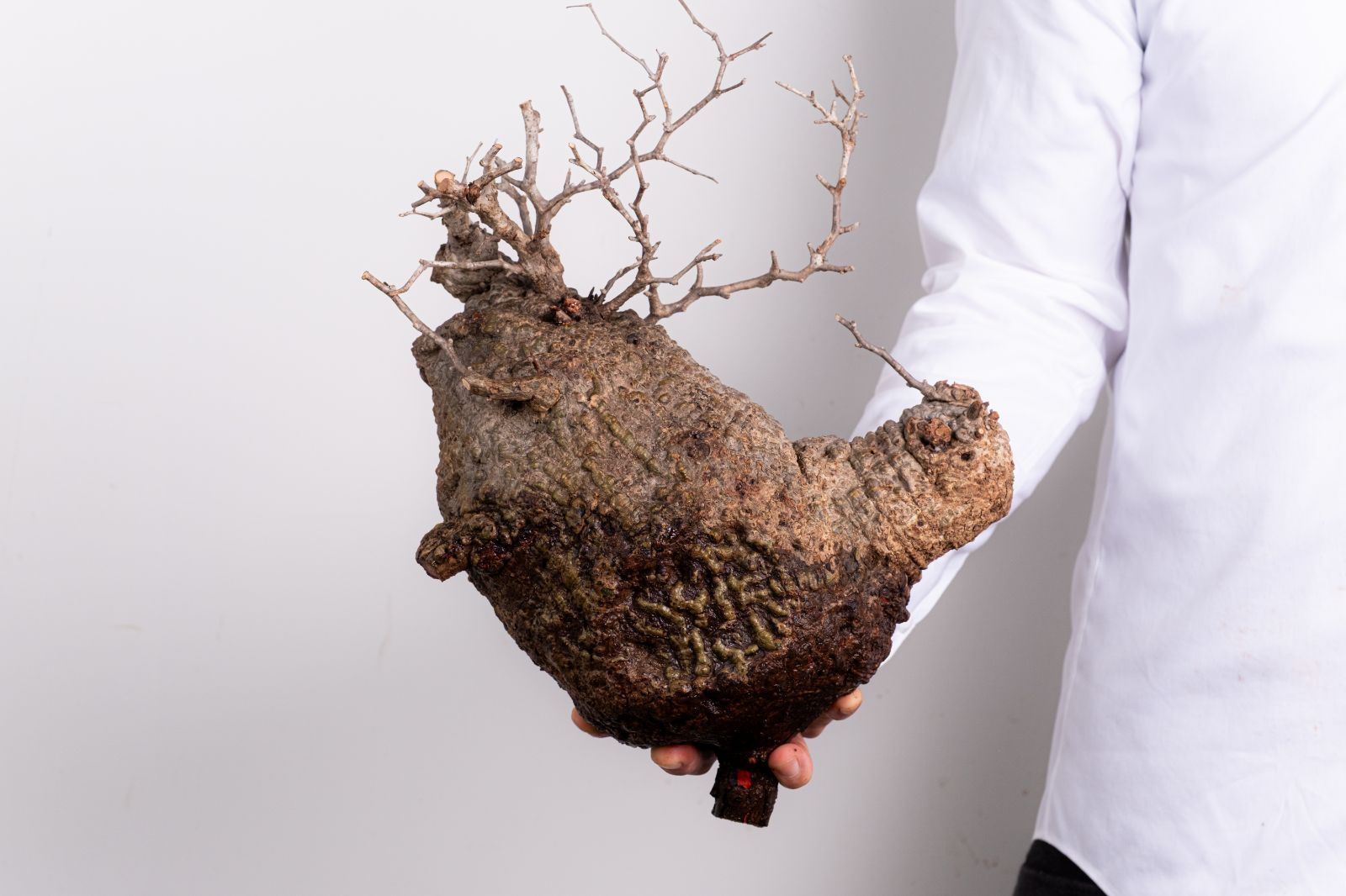 F144 ベアルート株 オペルクリカリア パキプス コーデックス - メルカリ