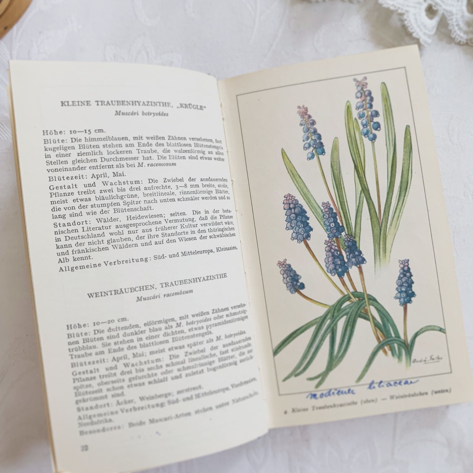 優しい風合いのビンテージ植物本 -春の花-Frühjahrsblumen ボタニカル