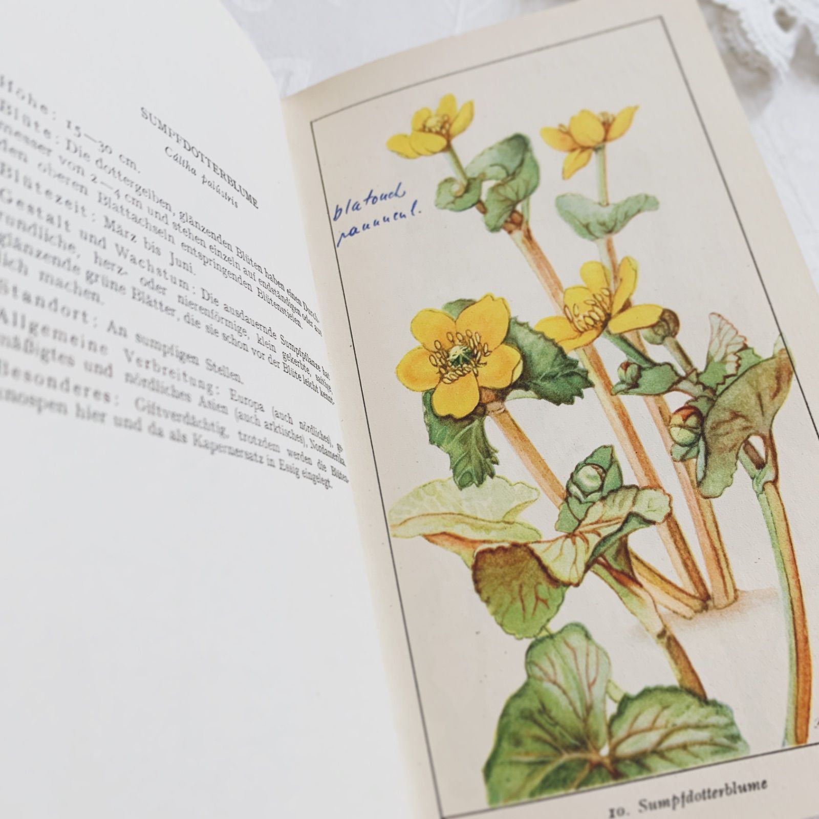 優しい風合いのビンテージ植物本 -春の花-Frühjahrsblumen ボタニカル