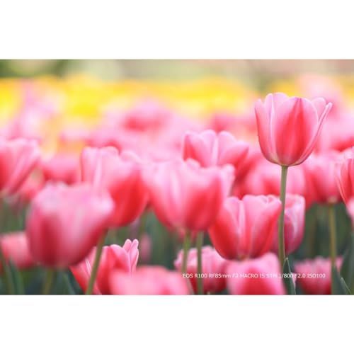 Canon ミラーレス一眼カメラ EOS R100 標準ズームレンズキット(RF-S18-45) ブラック/APS-C/約356g EOSR100-1845ISSTMLKp 53015986 Canon ミラーレス一眼カメラ EOS R100 標準ズームレンズキット(RF-S18-45) ブラック/APS-C/約356g EOSR100-1845ISSTMLKp 53015986