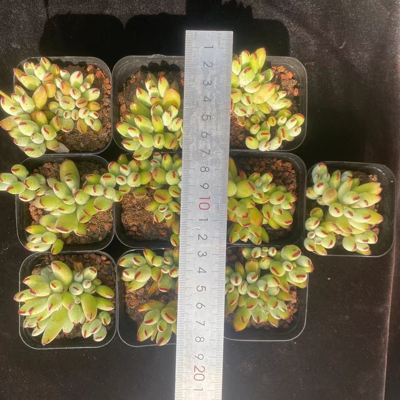 在庫処分 10株の抜き苗セット エルフフクニャン 多肉植物 佐川急便発送