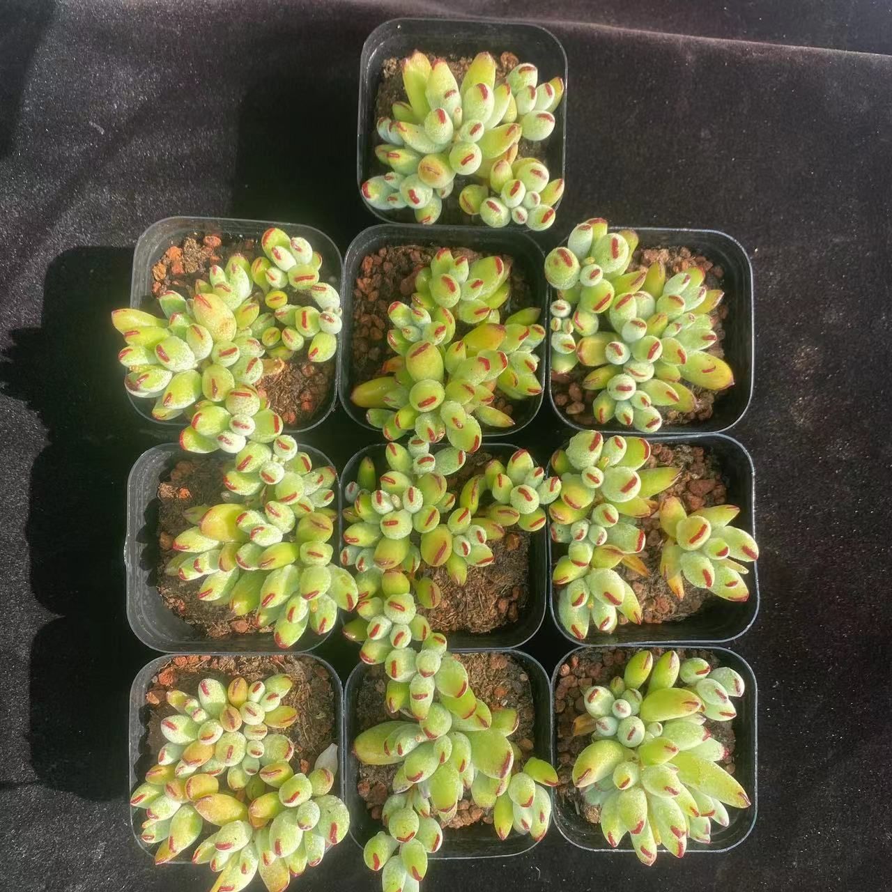 多肉植物 バンプ♡抜き苗セット Amazon.co.jp: 多肉植物 セダム抜き苗セット ミックスセダム 寄せ植え エケベリア・セダム