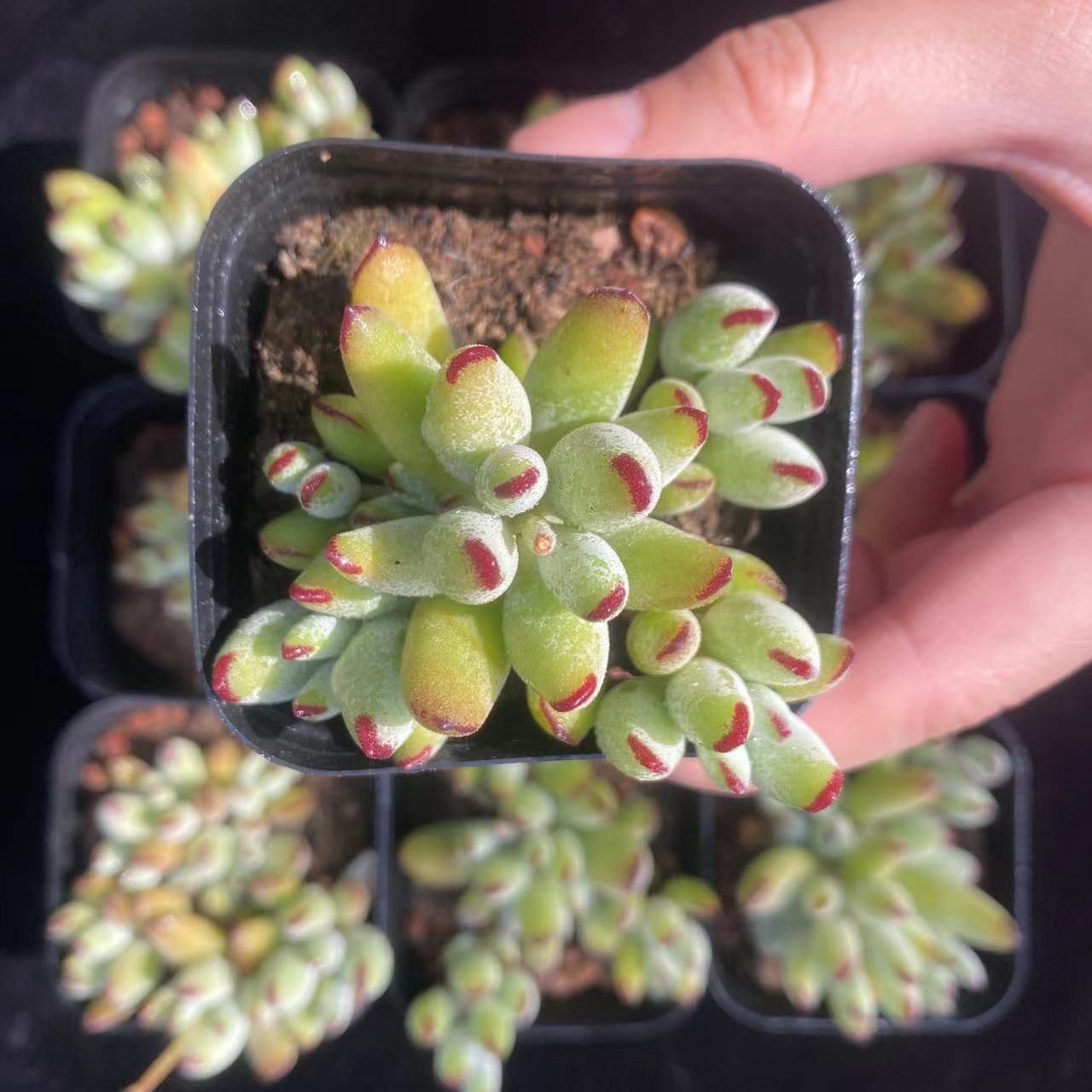 在庫処分 10株の抜き苗セット エルフフクニャン 多肉植物 佐川急便発送