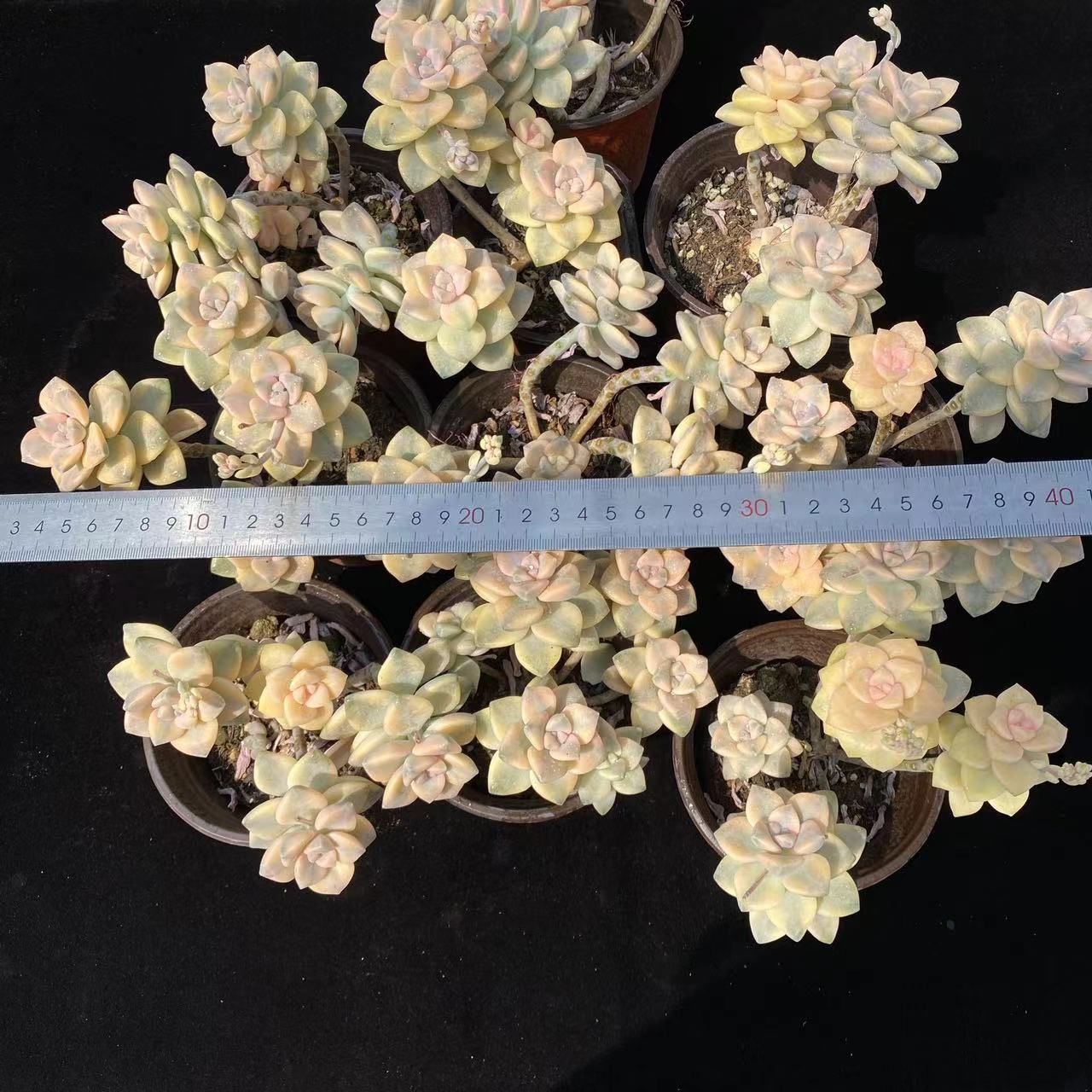 在庫処分 10株の抜き苗セット ビキョウキン 多肉植物 佐川急便発送