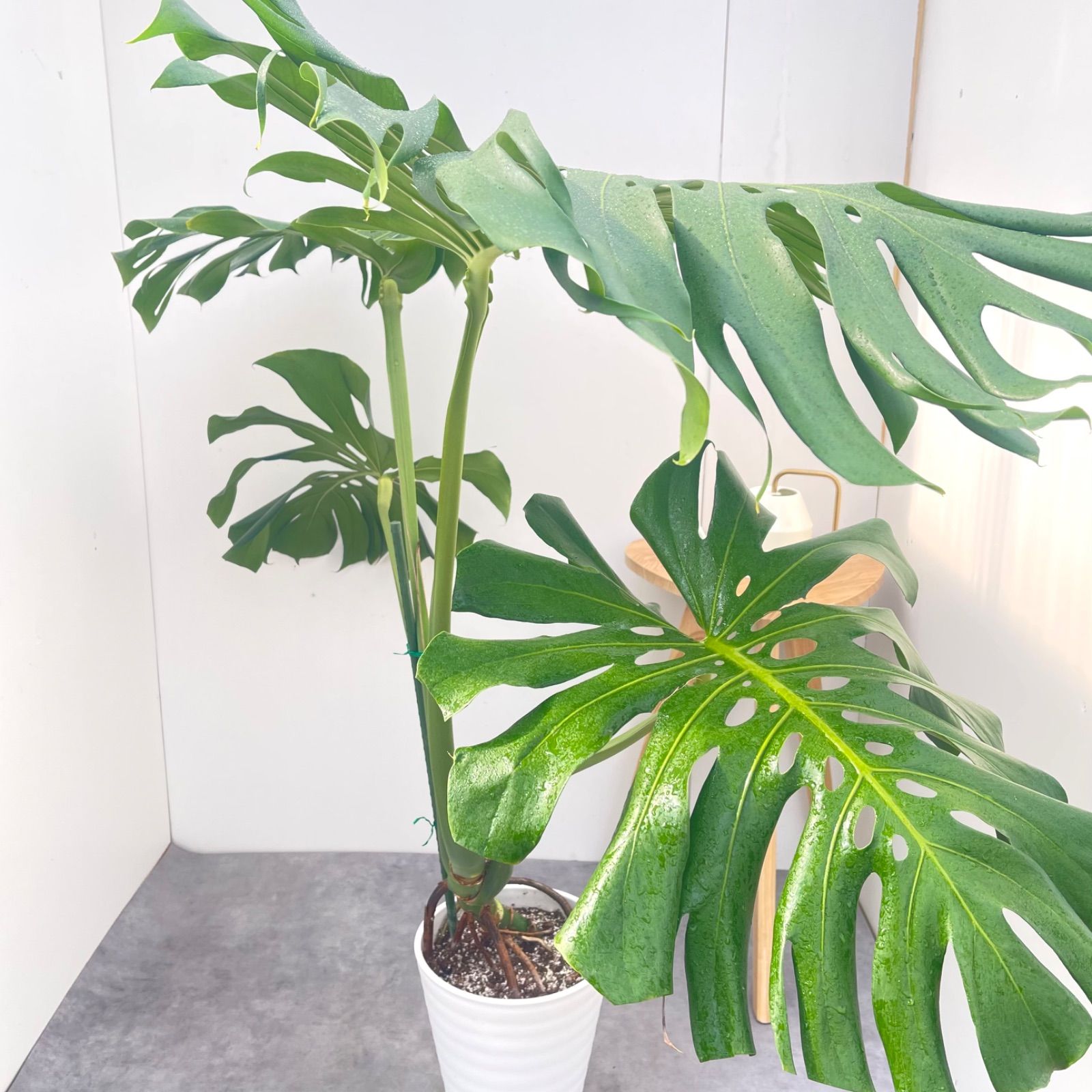 モンステラ 1【現品】観葉植物 室内 大型 8号 - メルカリ