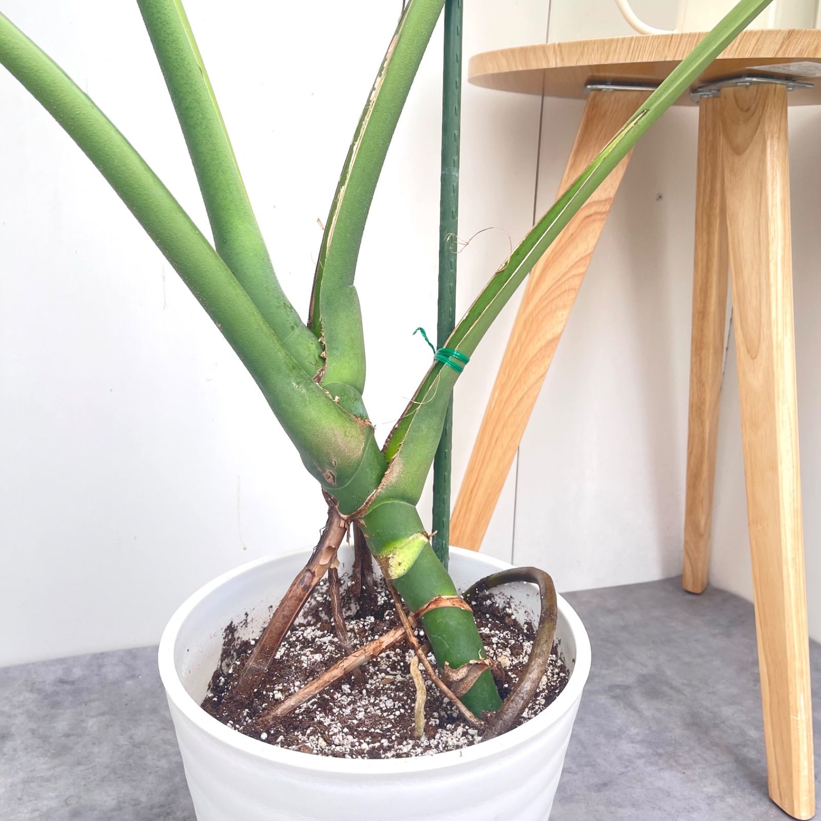モンステラ 1【現品】観葉植物 室内 大型 8号 - メルカリ