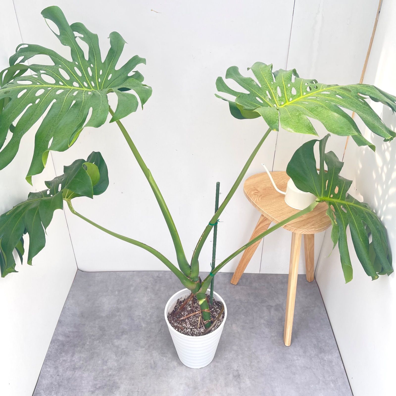 モンステラ　1【現品】観葉植物　室内　大型　8号 7,220円