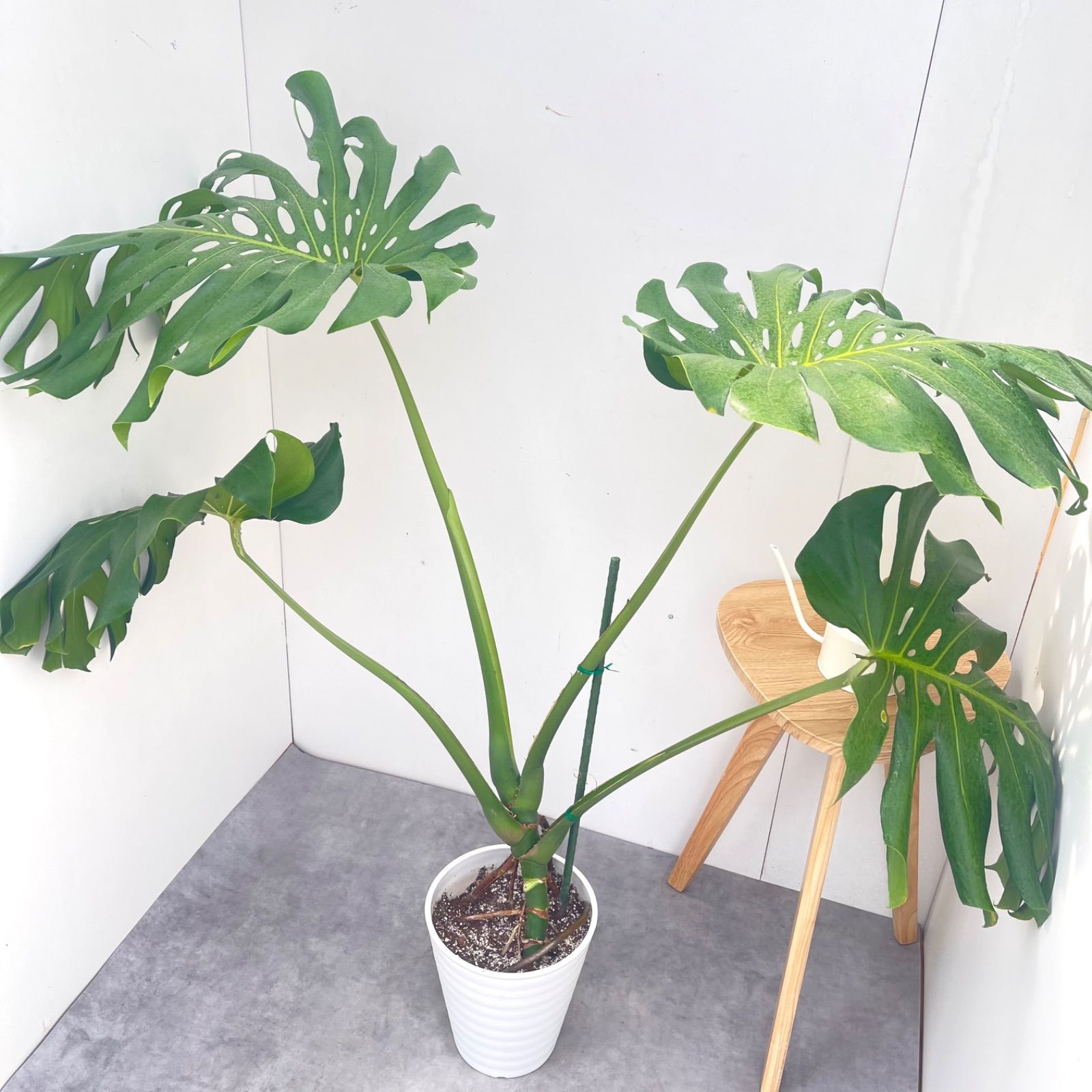モンステラ 1【現品】観葉植物 室内 大型 8号 - メルカリ