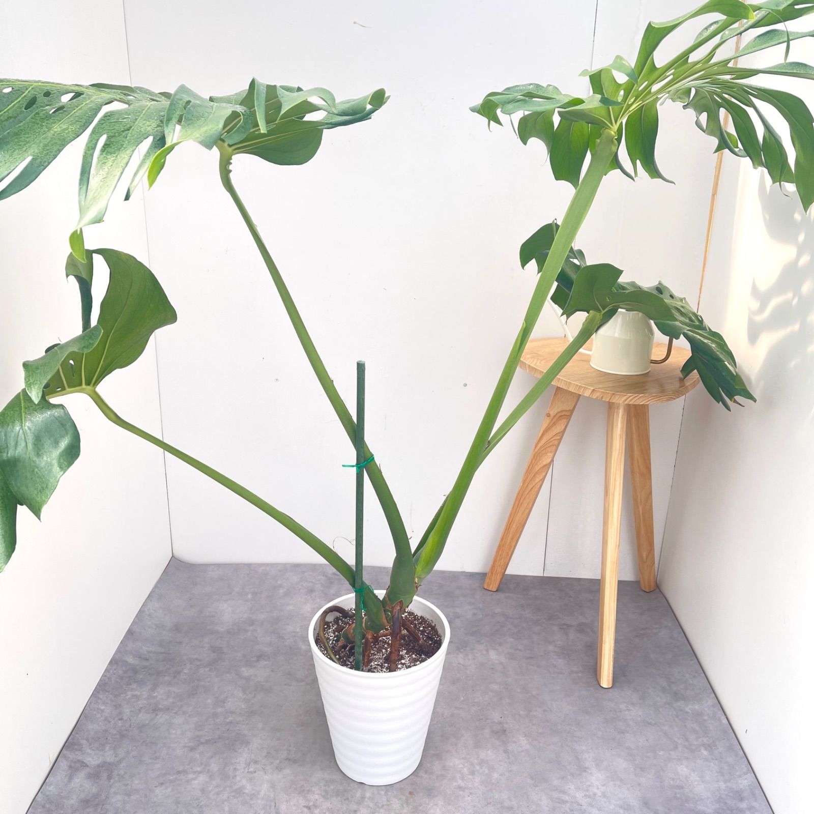 モンステラ 1【現品】観葉植物 室内 大型 8号 - メルカリ