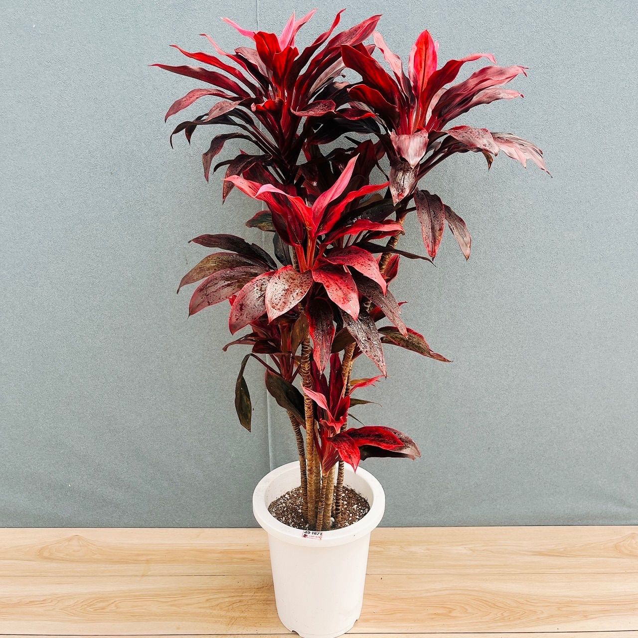 ［現品］【希少】☆初出品☆ 12番　ドラセナ　アトム　8号　観葉植物　室内　斑入り　おしゃれ　レア かっこいい