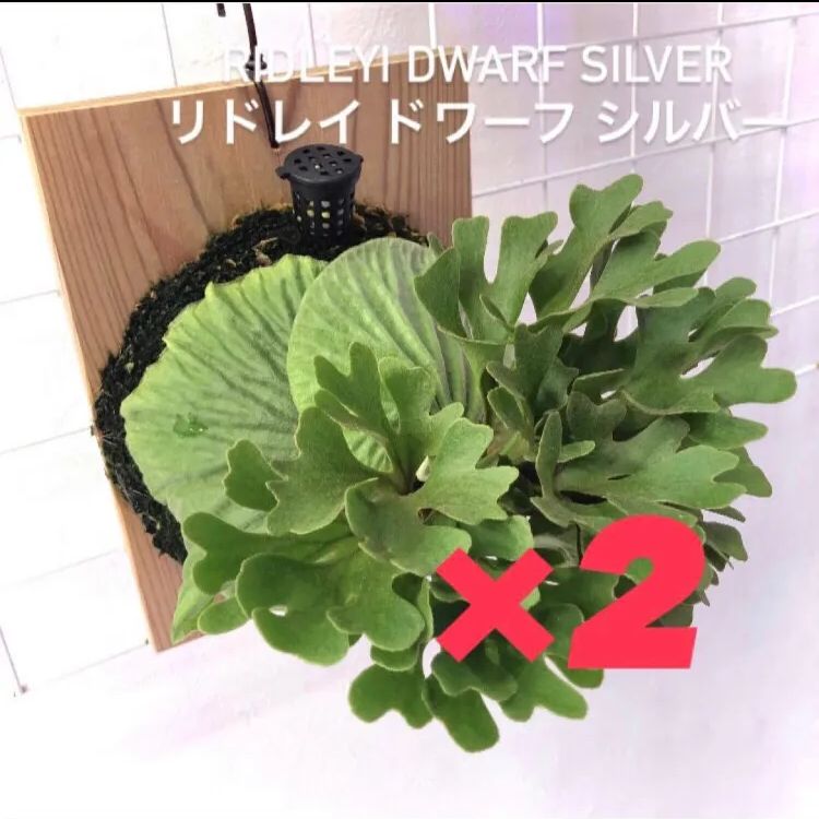 ビカクシダ ridleyi dwarf silver リドレイ ドワーフ シルバー 2株