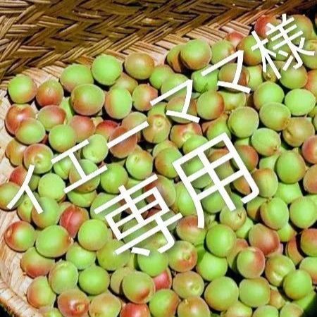 山梨の甲州小梅 10㌔ イエーママ様専用商品 きれいな小梅 小さめ不揃い