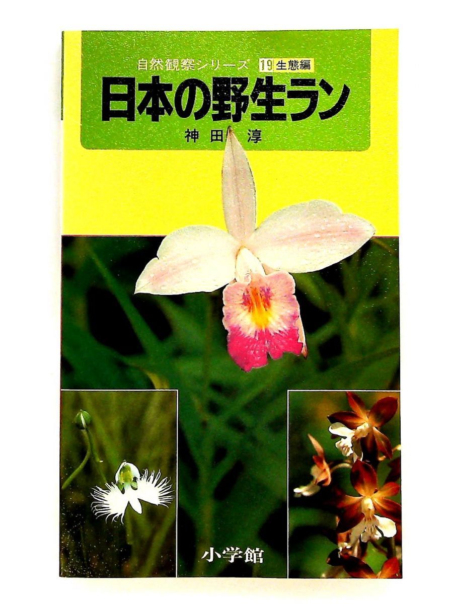日本の野性ラン 生態編 神田 淳 小学館