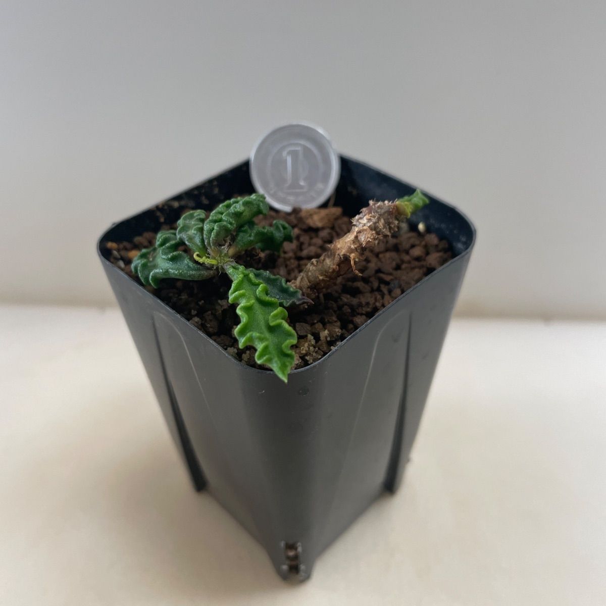 多肉植物 ユーフォルビア デカリー(レア) 抜き苗 根付き - メルカリ