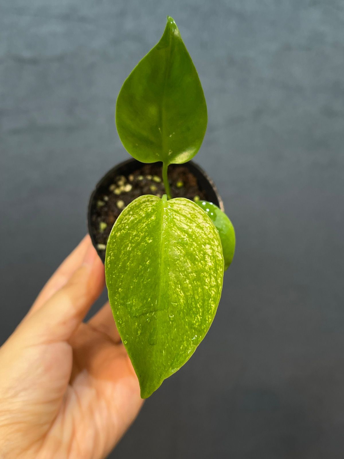 【品種保証あり 】Monstera Devil Monster モンステラデリシオーサ デビルモンスターTC苗　順化済み