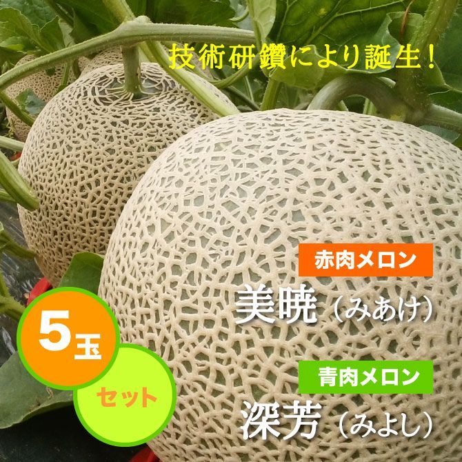 【予約受付中】7月上旬頃から発送選べる三笠産メロン5玉（青肉・赤肉）【送料無料】