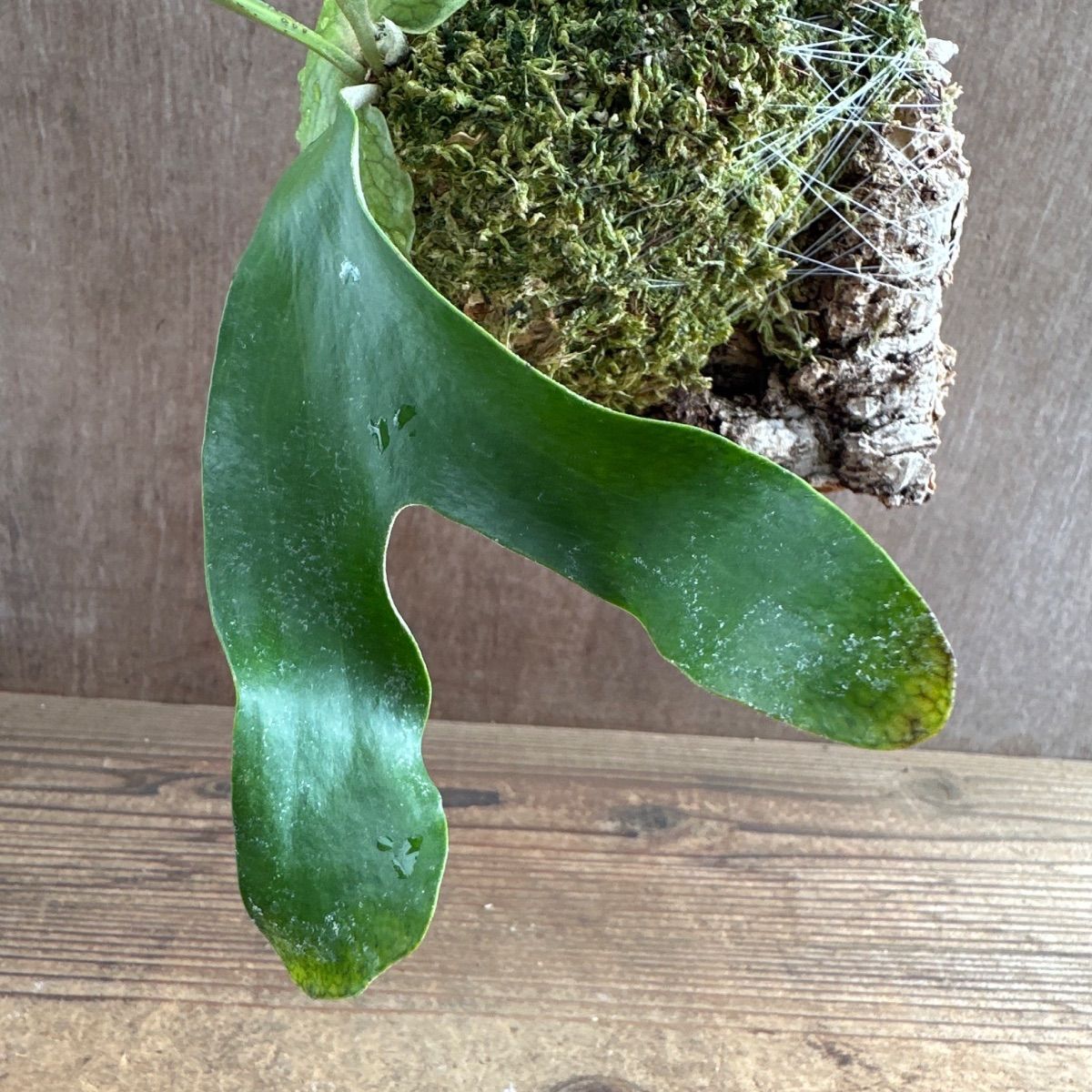 コウモリラン アフリカンオディッティコルク付け 現品 Platycerium 