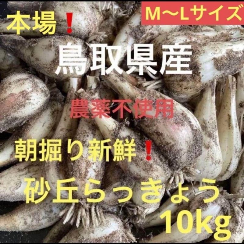鳥取県産 砂丘らっきょう 10kg 農薬不使用＊新鮮 - メルカリ