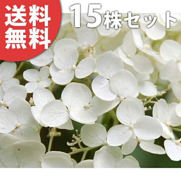 苗/苗木 【15本セット】 アジサイ・アナベル 樹高0.3m前後 15cmポット あじさい・あなべる 紫陽花 苗木 苗 植木 庭木 生け垣 ka 15本 15