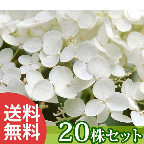 苗/苗木 【20本セット】 アジサイ・アナベル 樹高0.3m前後 15cmポット あじさい・あなべる 紫陽花 苗木 苗 植木 庭木 生け垣 ka 20本 20