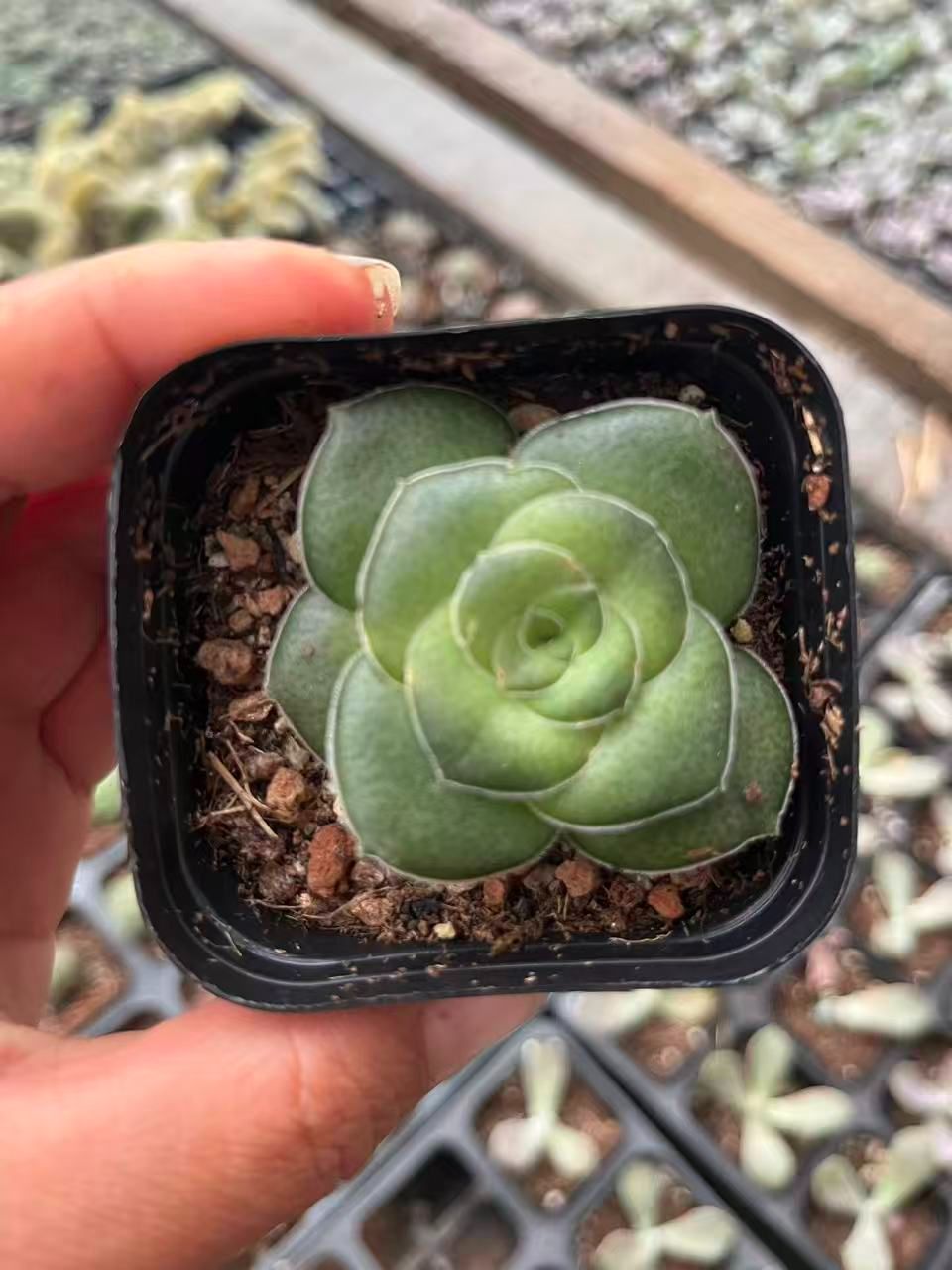 新入荷 24株の抜き苗セット クラッスラ・巴 多肉植物 佐川急便発送