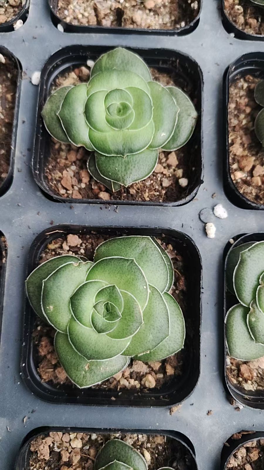 Top【選抜株】多肉植物　24524ミックス苗 105個　プラグトレー苗 新入荷 24株の抜き苗セット クラッスラ・巴 多肉植物 佐川急便発送