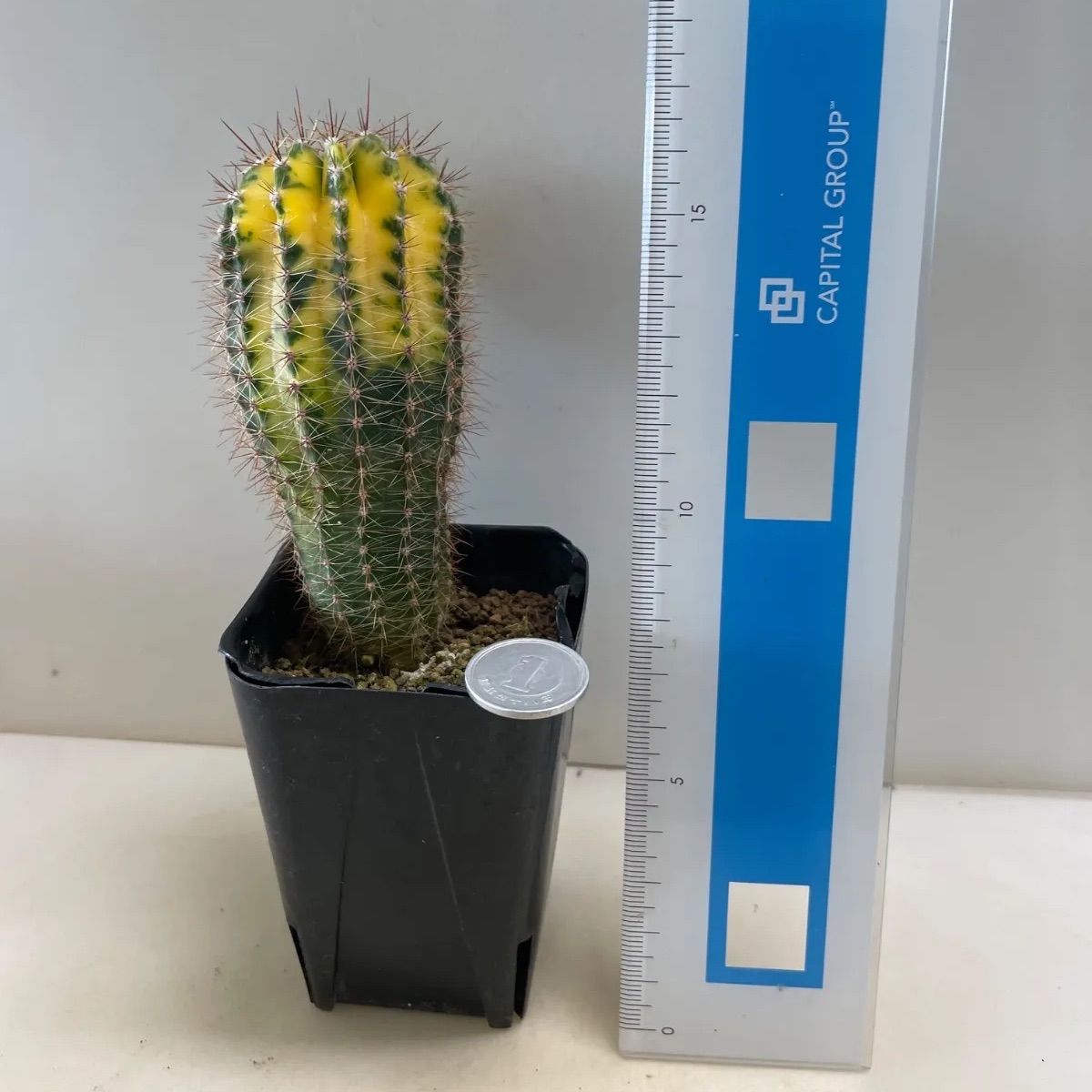 塊根植物 約20cm （抜き苗）サボテン　レア 多肉植物 花サボテン錦(レア) 抜き苗 根付き - メルカリ