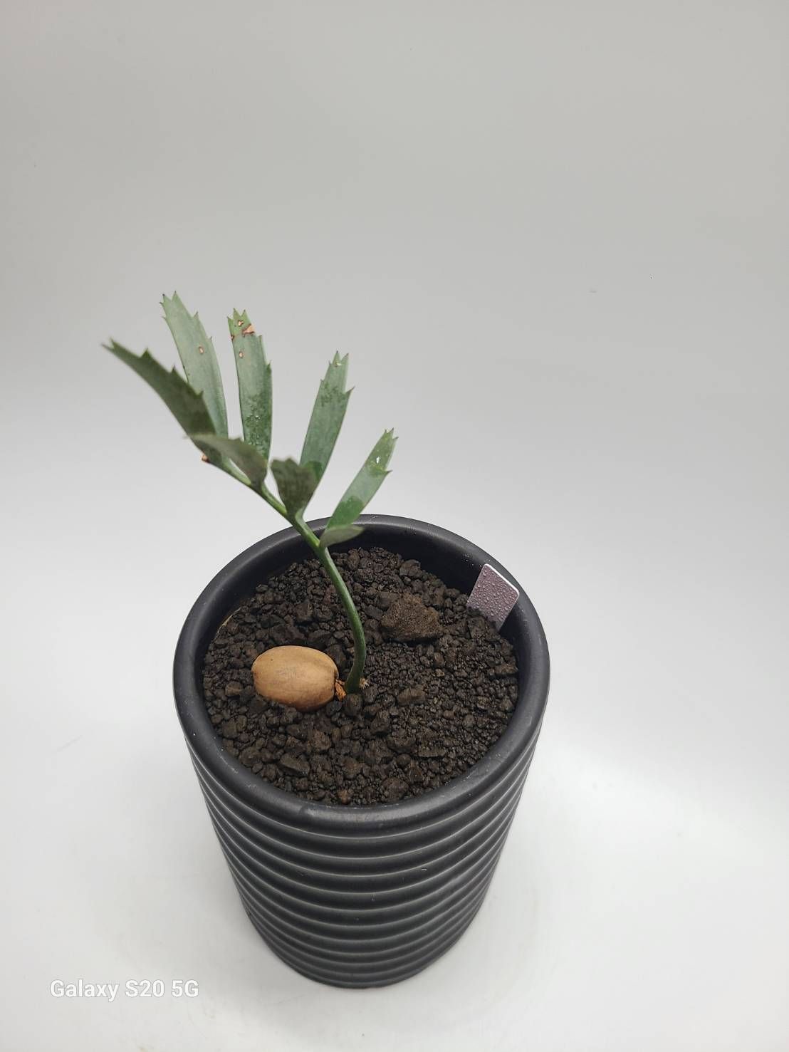 エンセファラルトス ホリダス ドワーフリーフ！実生！鉢上14cm !塊茎