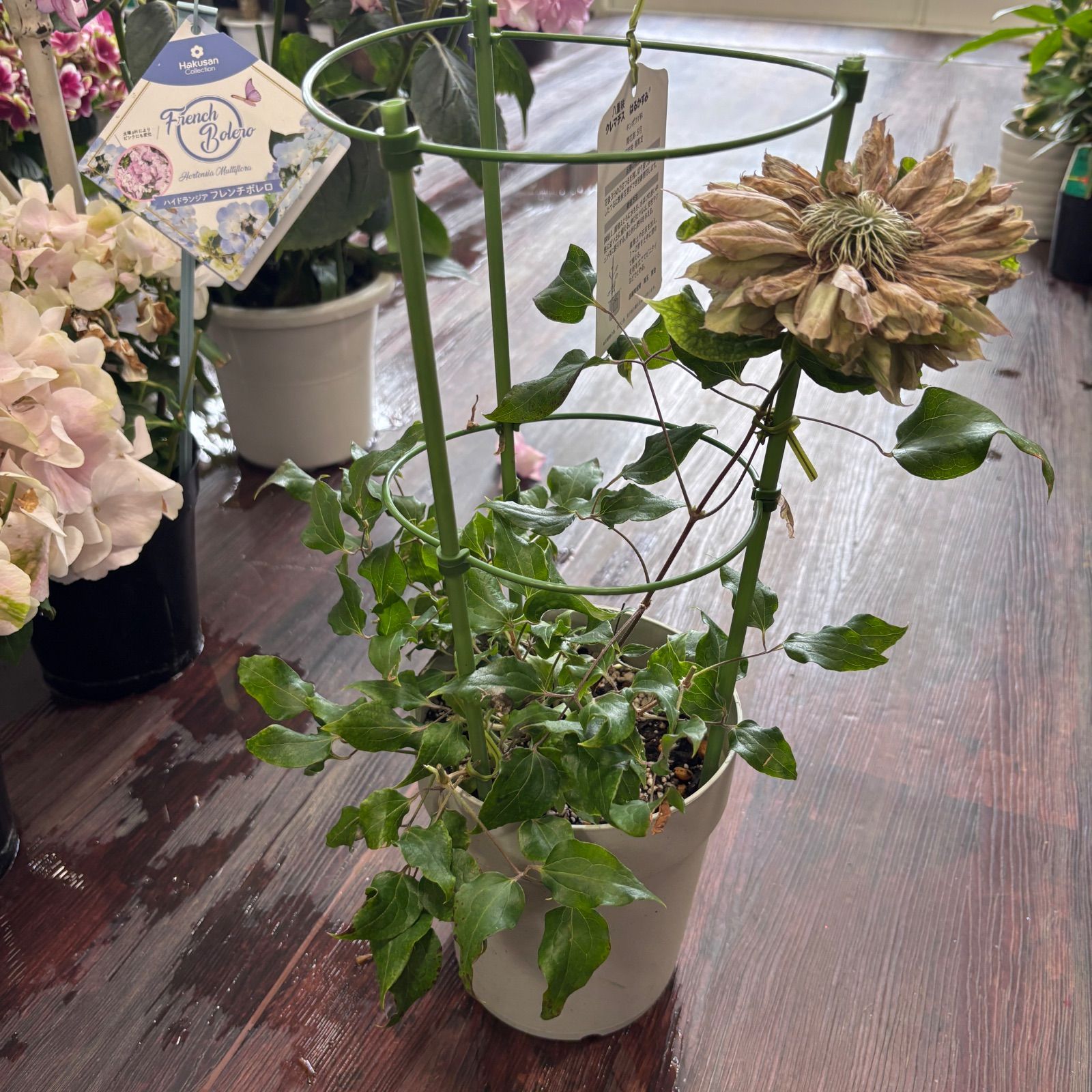 淡紫八重・日本品種】クレマチス 春かすみ 5号鉢 ／ パテンス系 早咲き