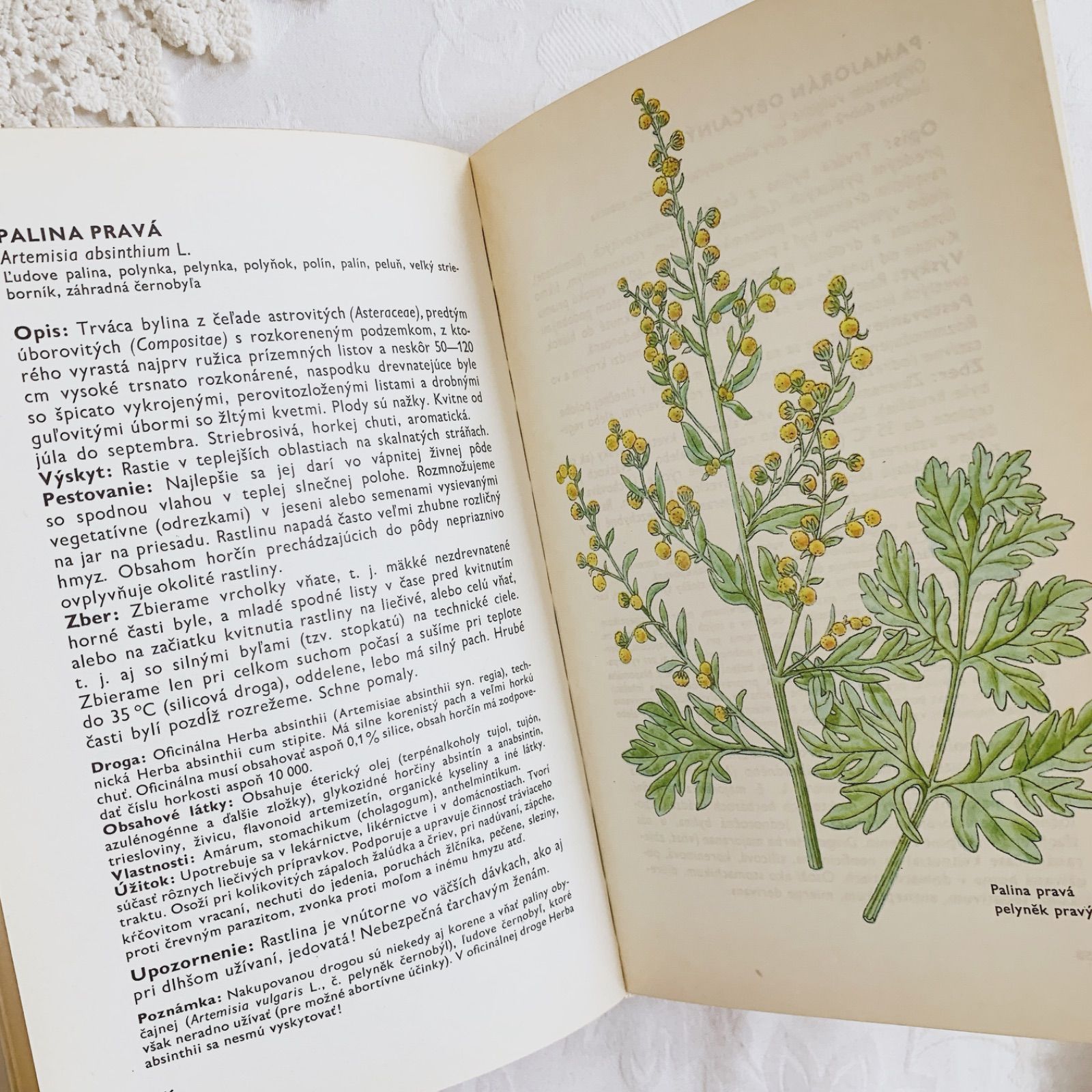 [美しい植物画]チェコの古い植物図鑑(1942年)/ボタニカルアート 雰囲気◎/ 1975年 - チェコの画家カレル・スヴォリンスキー挿画 -絵本のような