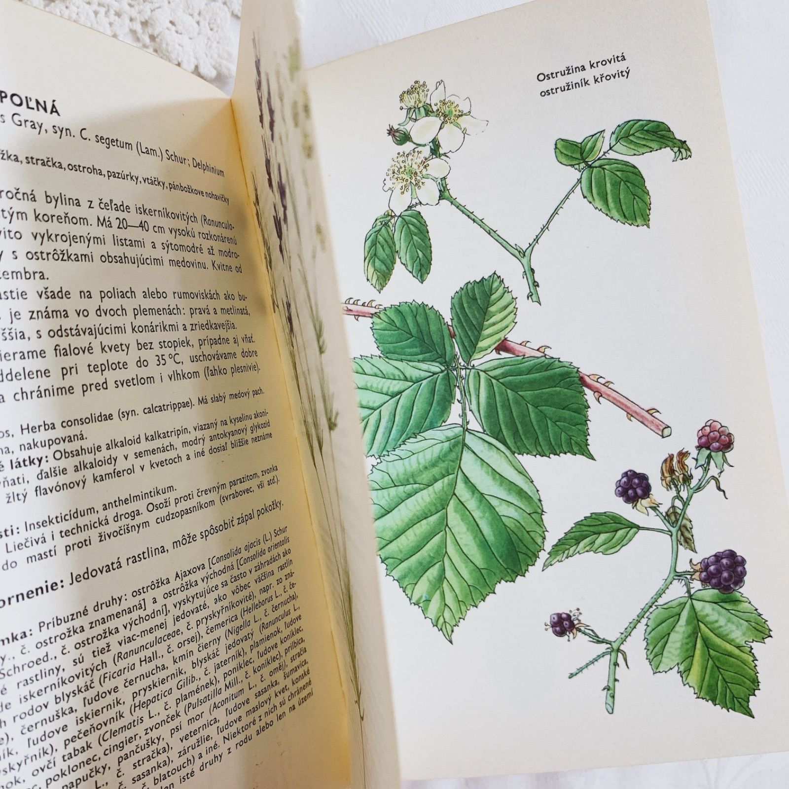 [美しい植物画]チェコの古い植物図鑑(1942年)/ボタニカルアート 雰囲気◎/ 1975年 - チェコの画家カレル・スヴォリンスキー挿画 -絵本のような