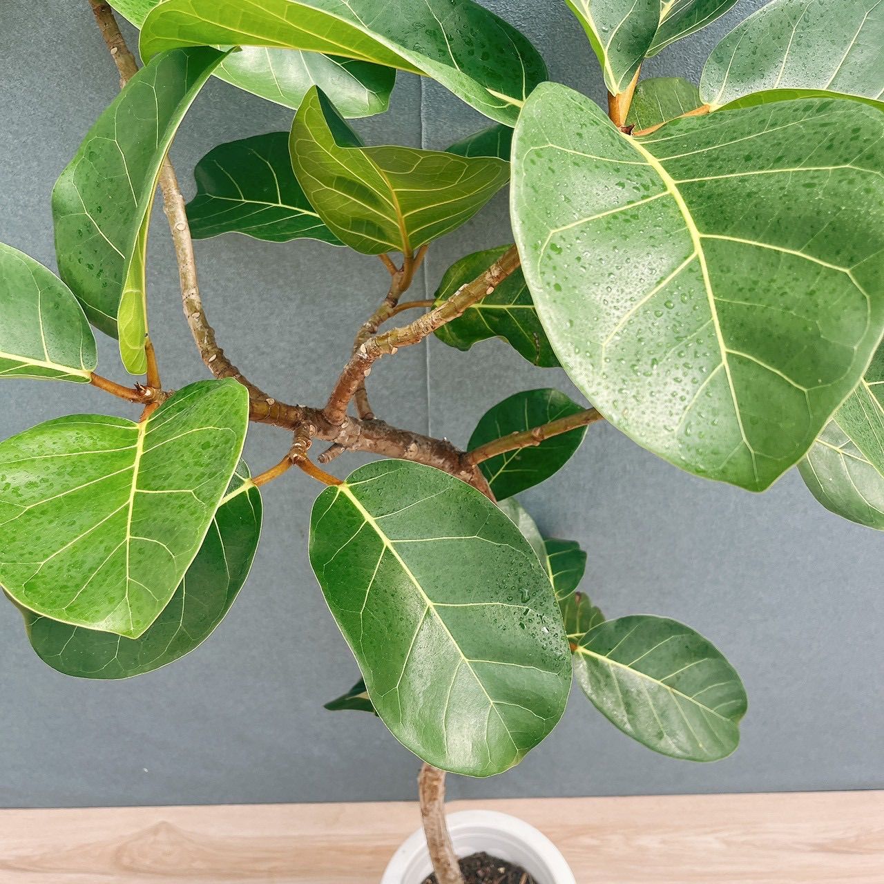 現品］【希少】93番 フィカス アフリカンプリンス 8号 観葉植物 室内