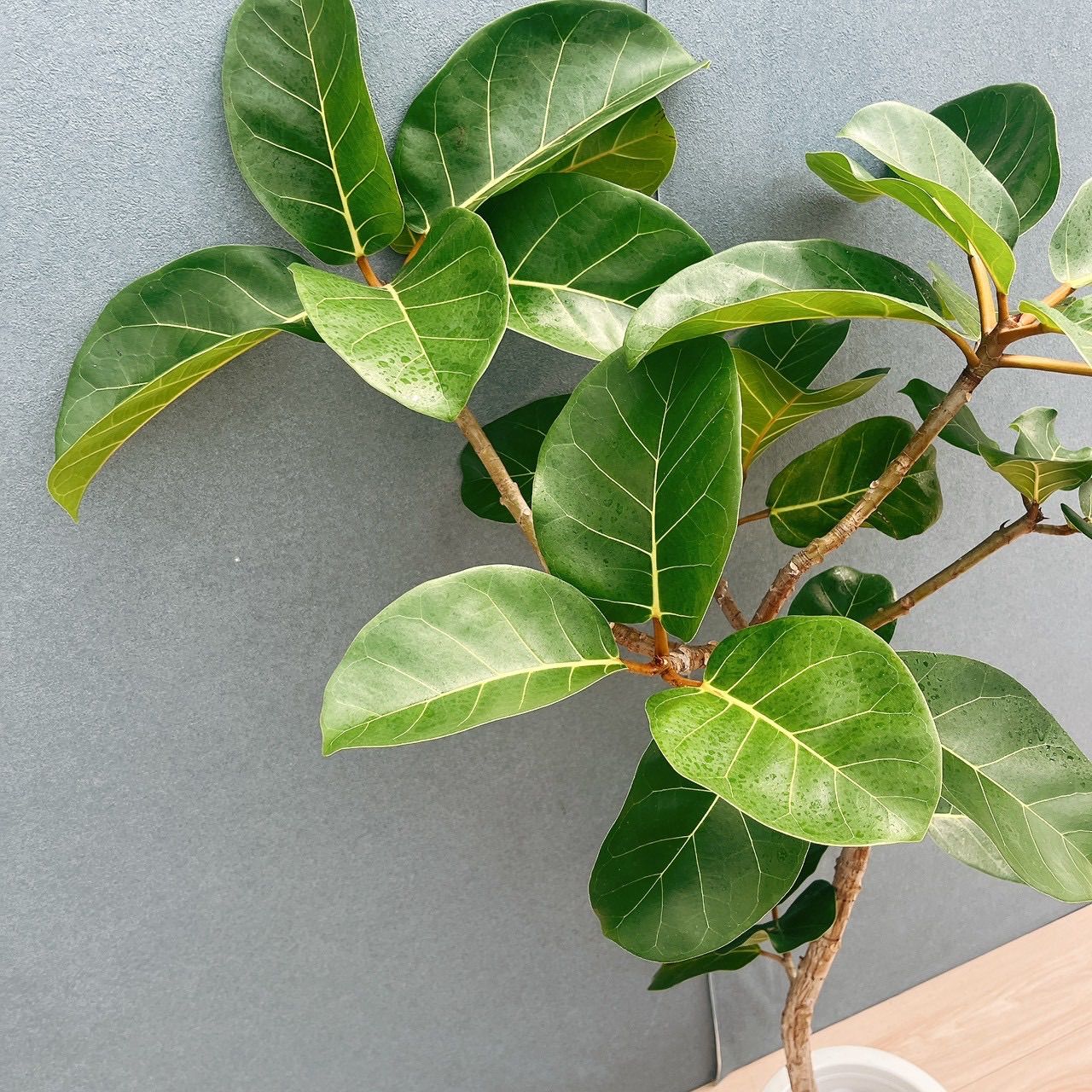 現品］【希少】93番 フィカス アフリカンプリンス 8号 観葉植物 室内