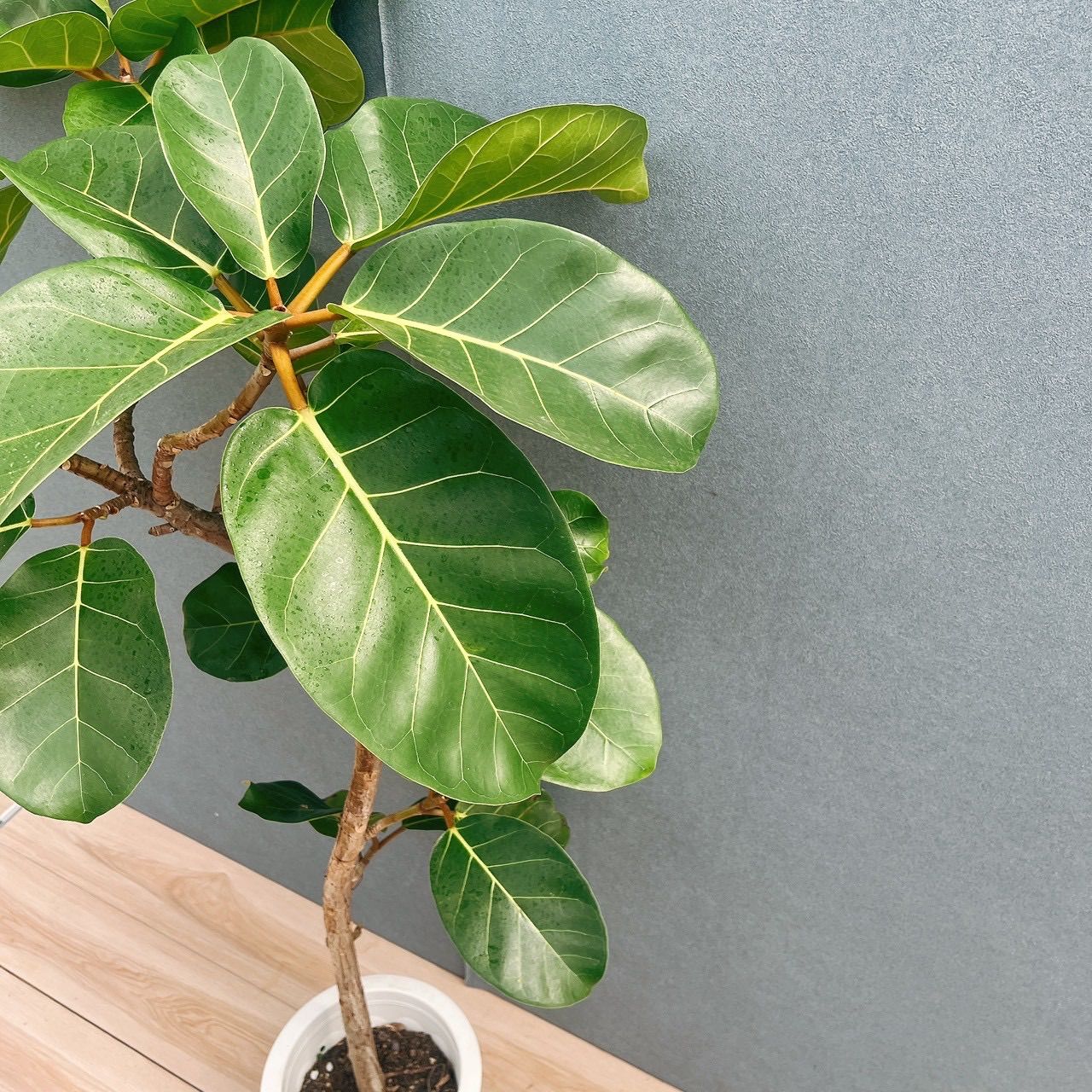 現品］【希少】93番 フィカス アフリカンプリンス 8号 観葉植物 室内