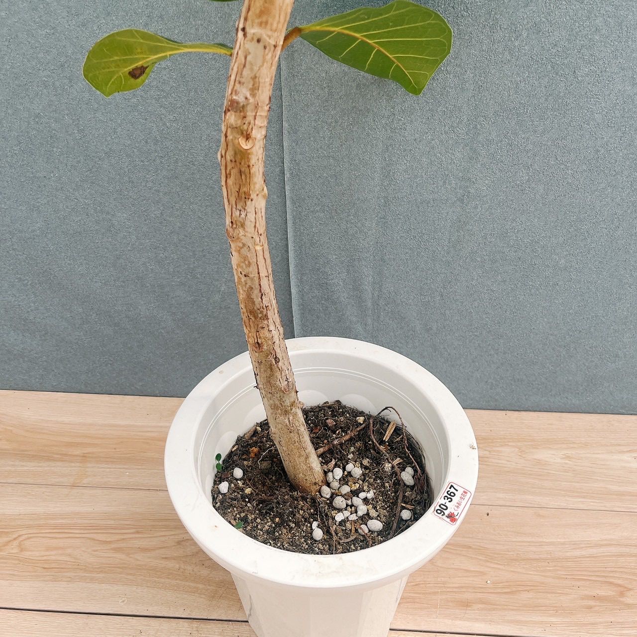 現品］【希少】93番 フィカス アフリカンプリンス 8号 観葉植物 室内