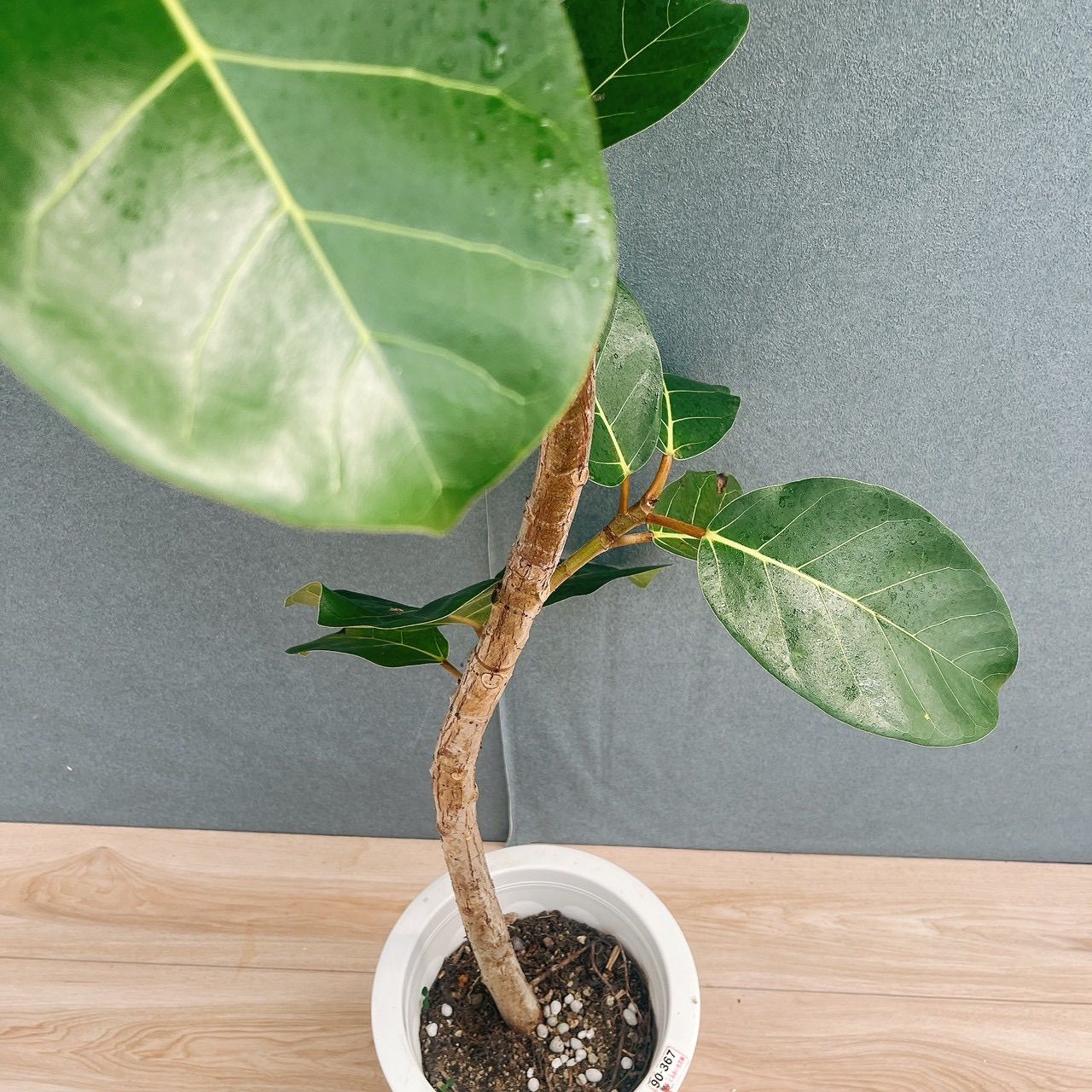 現品］【希少】93番 フィカス アフリカンプリンス 8号 観葉植物 室内