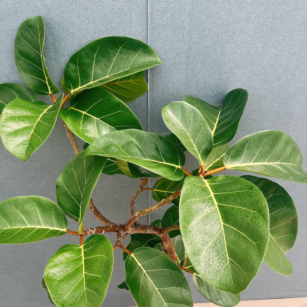 現品］【希少】93番 フィカス アフリカンプリンス 8号 観葉植物 室内