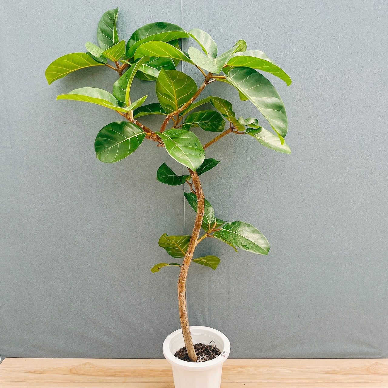 現品］【希少】93番 フィカス アフリカンプリンス 8号 観葉植物 室内