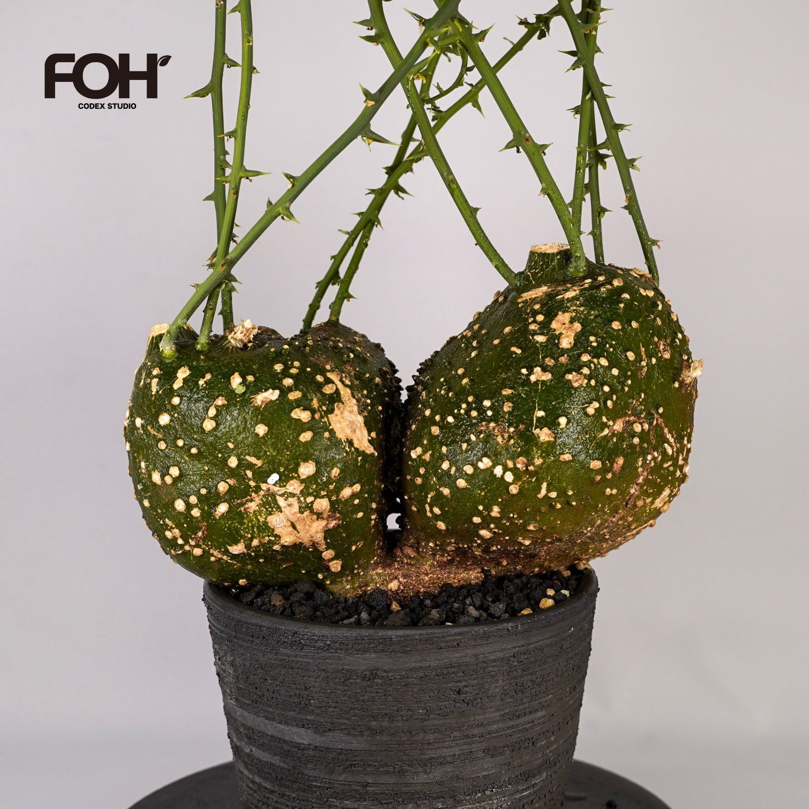 F88 アデニア グロボーサ Adenia globosa タンザニア産 発根済み 現地球