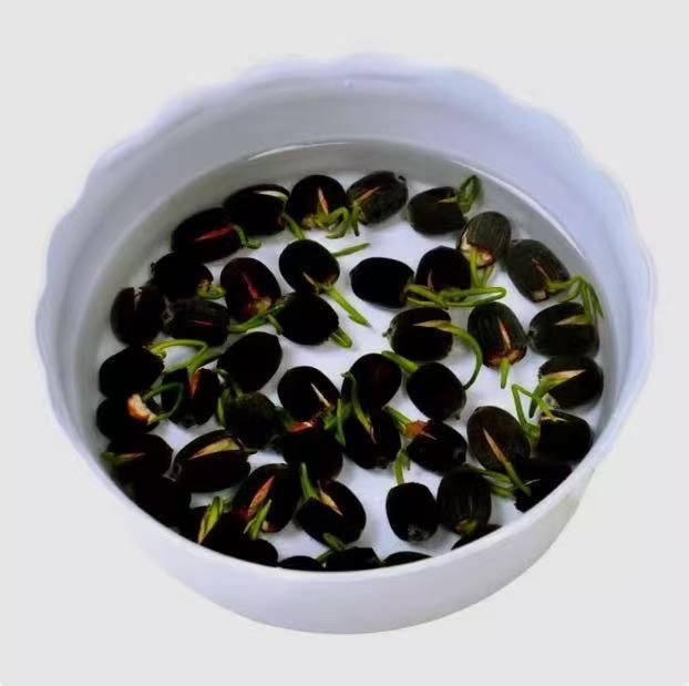 ミニハスの種 茶碗蓮 ハスの種 蓮の種 屋内外植付け可能 お得な値段