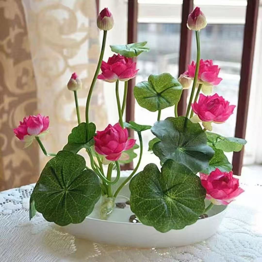 ミニハスの種 茶碗蓮 ハスの種 蓮の種 屋内外植付け可能 お得な値段